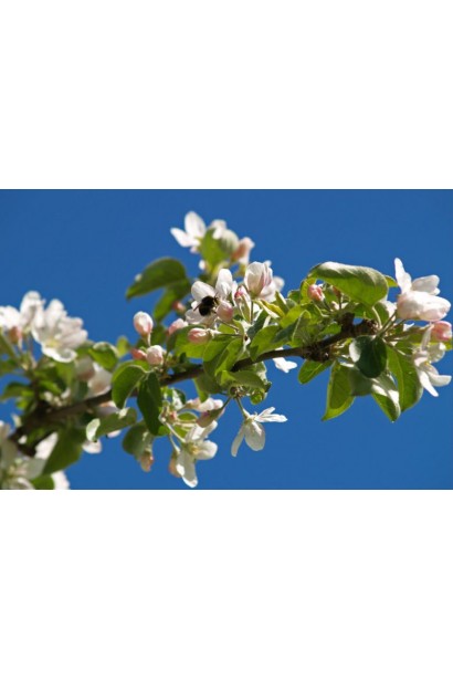 Цвітіння  яблоні Чорний Принц